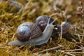 Snail Pair Together on Forest Moss Royalty Free Stock Photo