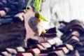 SNAIL ON A PAPAYA LEAVES Royalty Free Stock Photo