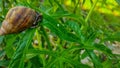 Snail on papaya leaves Royalty Free Stock Photo