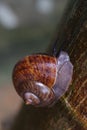 Snail on a papaya tree Royalty Free Stock Photo