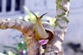 snail on a papaya tree Royalty Free Stock Photo