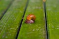 The snail Royalty Free Stock Photo