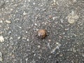 snail on the pavement in the daytime Royalty Free Stock Photo
