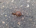 snail on the pavement in the daytime Royalty Free Stock Photo