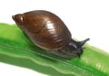 Snail on a pea pod isolated closeup Royalty Free Stock Photo
