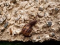 Snail on Pebble Dashed Wall Royalty Free Stock Photo