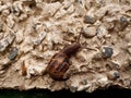 Snail on Pebble Dashed Wall