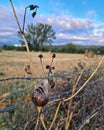 snail peeking out after the rain Royalty Free Stock Photo