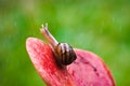 Snail Peeking At Rain Royalty Free Stock Photo