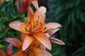 Snail perched on Asiatic Lilium x hybridum `Cancun` in June in the garden. A snail is, in loose terms, a shelled gastropod. Berlin Royalty Free Stock Photo