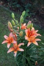 Snail perched on Asiatic Lilium x hybridum `Cancun` in June in the garden. A snail is, in loose terms, a shelled gastropod. Berlin Royalty Free Stock Photo