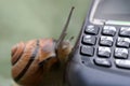 Snail on the phone