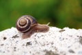 Snail