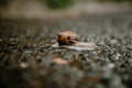 Snail photography at ground level. Royalty Free Stock Photo