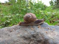 Snail picture Royalty Free Stock Photo