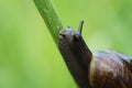 Snail Royalty Free Stock Photo