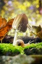 Snail Royalty Free Stock Photo