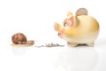 Snail and piggy bank for coins on a white background. The concept of slow accumulation of money deposit. Financial literacy and