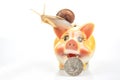 Snail and piggy bank for coins on a white background. The concept of slow accumulation of money deposit. Financial literacy and