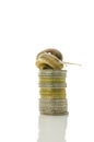 Snail on pile of coins Royalty Free Stock Photo