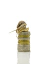 Snail on pile of coins Royalty Free Stock Photo