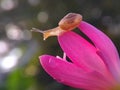 Snail flower bokeh