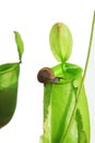 Snail on pitcher plant