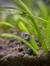 Snail on a plant contaminated by Black Beard Algae Royalty Free Stock Photo