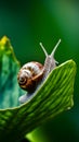 Snail on plant leaf close up, detailed macro nature photography