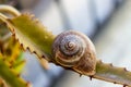 Snail Royalty Free Stock Photo