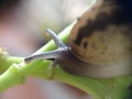 Snail on plant Royalty Free Stock Photo
