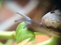 Snail on plant Royalty Free Stock Photo