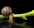 Snail on plant stem drinking water Royalty Free Stock Photo