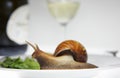 snail on the plate Royalty Free Stock Photo