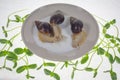 A snail on a plate drinks milk, a gray-colored plate and the milk poured in it. White background and green lettuce sprouts. Royalty Free Stock Photo