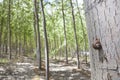 Snail on poplar forest Royalty Free Stock Photo