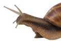 Snail Royalty Free Stock Photo