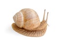 Snail in prifile Royalty Free Stock Photo