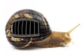 Snail with prison bars Royalty Free Stock Photo
