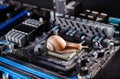 A snail on the processor in the motherboard. Old computer. Slow components