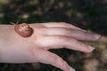 Snail with protruding antennae, gray skin, and brown whorls of shell crawls along back of pink hand on blurry background of grass