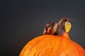 Snail on the pumpkin.