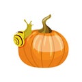 Snail on a pumpkin. Vector illustration in a cartoon style.