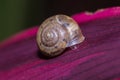 Snail on the purple leaf