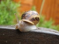 Snail Royalty Free Stock Photo