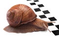 Snail racing