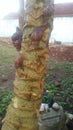 snail racing climb papaya tree