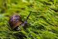 Snail racing through grass