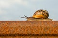 Snail on the rail