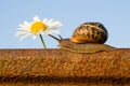 Snail on the rail and flower